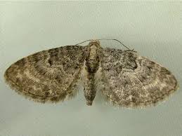 Image result for Eupithecia subfuscata