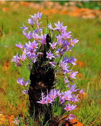 Image result for Xerophyta pauciramosa