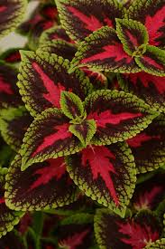 Image result for Coleus scutellarioides