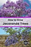 Image result for jacaranda tree