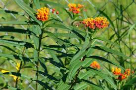Sunset Flower Milkweed Grown As An Annual I D Love To Get These To Grow In My Garden Two Toned Orange And Yellow S Garden Flower Garden Milkweed