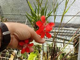 Pin On Orchids
