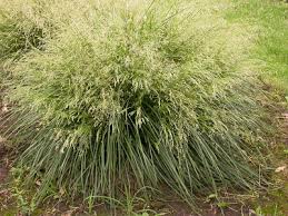 Deschampsia cespitosa, deschampsia caespitosa (fr). Deschampsia Cespitosa Goldtau Janus Gardens Inc Ornamental Grass Nursery