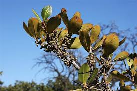 Image result for Myrsine