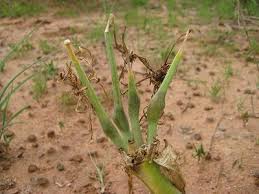 Image result for Crinum buphanoides