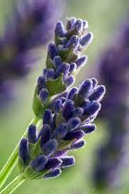 Developing Lavender Lavender Hidcote Lavender Flowers Lavender Plant