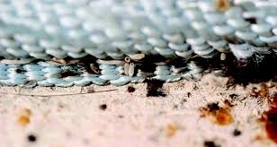 Image result for bed bugs eggs