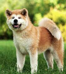 akita inu hunderassen hunderasse hunde rassen