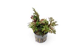 Image result for Eriosema robinsonii