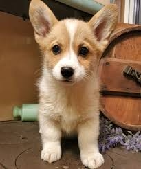 How much exercise does a corgi need? Dill Pembroke Welsh Corgi Puppy 629245 Puppyspot