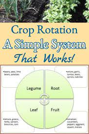 I'm in zone 6 and planning to use cover crops for the first time this year (3 years into gardening in raised beds) because i don't think i can rotate crops well enough at this point. 4 Vghimchydhm