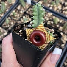 Image result for Huernia zebrina