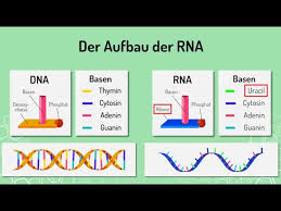 Beide sind polynukleotide, bei denen die nukleobasen an zuckern über phosphorsäurediester miteinander verknüpft sind. Von Der Dna Zum Protein Learnattack