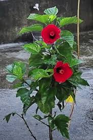 Image result for Hibiscus aethiopicus