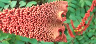 Image result for Moullava