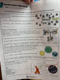 This type of allele is expressed whether there are one or two copies present. Biology Amoeba Sisters Worksheet 3 5 20 Homework Album On Imgur