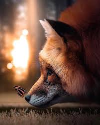 Many People Will Walk In And Out Of His Life But Only The Coolest Of Friends Will Leave Tiny Footprints On His Heart F Animals Beautiful Animals Cute Animals