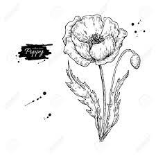 Poppy lineart stock vector image. Poppy Flower Drawing Set Royalty Free Cliparts Vectors And Stock Illustration Image 82113231