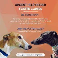 Cruelty and overbreeding in the greyhound industry have been in the spotlight lately. Greyhound Rescue Vic On Twitter Help Foster Carers Required Vic Aust Fostering Is Free Hella Rewarding Jump Onboard Greyhound Greyhounds