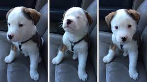 Other veterinarians claim hiccups are a vestigial reflex many puppies have from their days in the womb. Do Dogs Get Hiccups Barking Royalty