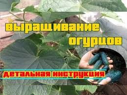 посадка и уход за огурцами в открытом грунте видео Chto Obyazatelno Nuzhno Znat Pri Vyrashivanie Ogurcov Ogurcy Posadka I Uhod Youtube Organicheskoe Sadovodstvo Vyrashivanie Ovoshej Ovoshnoj Ogorod