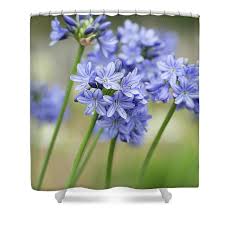Image result for Agapanthus campanulatus