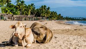 Sri Lanka Un Destino Para Los Amantes De La Playa Lonely Planet