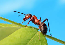 As of today, entomologists have identified and described over one million different species of insects. Interesting Information Facts About Ants For Kids