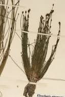 Image result for Eleocharis atropurpurea