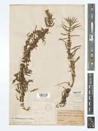 Image result for Ammannia aegyptiaca