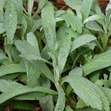 Check spelling or type a new query. Plants That Deter Bees And Wasps Learn About Flowers Bees Don T Like