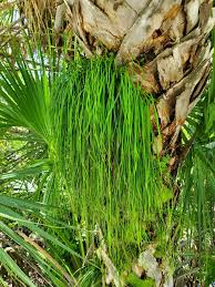 Image result for Vittaria