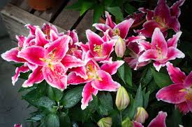 A red rose often means love, while a pink carnation means admiration. Meanings Of Stargazer Lilies What These Brilliant Flowers Symbolize Gardenerdy
