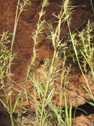 Image result for Cymbopogon caesius