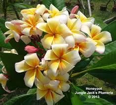 Honeypot One Of Our Original Plumeria And An Early Season Bloomer A Standout When The Entire Tree Lights Up Blooming All At Once