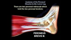 Both tendons and ligaments are dense regular connective tissue, because of its two properties: Anatomy Of The Peroneal Muscles In The Lower Leg Everything You Need To Know Dr Nabil Ebraheim Youtube
