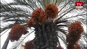 Kurma, buah yang identik dengan iklim kering, panas, dan bulan puasa. Pokok Kurma Berbuah Di K Tan Jadi Tumpuan Youtube
