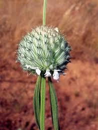 Image result for Acrotome mozambiquensis