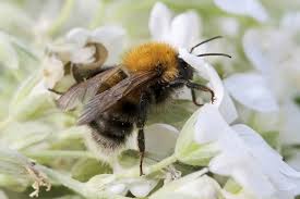 Image result for Bombus hypnorum
