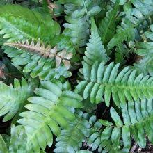 Ferns For Sale Woodland Garden Hardy Fern Plants Woodland Ferns Plants Woodland Garden Fern Plant
