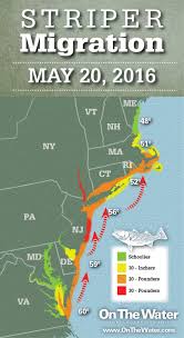 Striper Migration Map May 20 2016 Article Fri 20 May