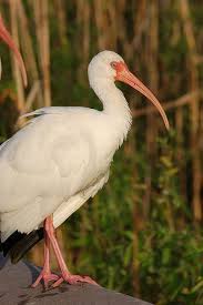The ibis is not alone among animals across the world that are adapting to life beside humans. Ibis Bird Facts Threskiornithidae Az Animals