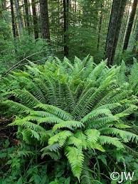 Image result for Polystichum sinense