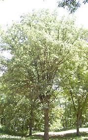 Oak, mexican white common name: Swamp White Oak Quercus Bicolor Willd