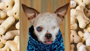 In today's internet age, a person. 10 Dog Rescue Groups That Made A Difference In 2015 Dogtime