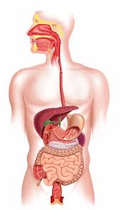 Maybe you would like to learn more about one of these? Remedii Naturiste Pentru AfecÈiunile Aparatului Digestiv