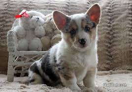 It's easy to see why queen elizabeth ii has spent so much of her life accompanied by adorable corgis: Los Gatos Pembroke Welsh Corgi Pups Pets For Sale In Milwaukee Wisconsin Usadscenter Com Mobile 200618
