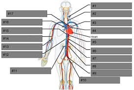 Blood flows throughout the body tissues in blood vessels, via bulk flow (i.e., all constituents together and in one direction). Major Blood Vessels Diagram Quizlet
