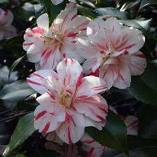 Page Cannot Be Found Pansies Flowers Camellia Flower Beautiful Flowers