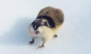A lemming is a small rodent, usually found in or near the arctic in tundra biomes. The Nature Of The Norwegian Lemming Bloodthirsty Hairy Berserkers Helen Sullivan The Guardian